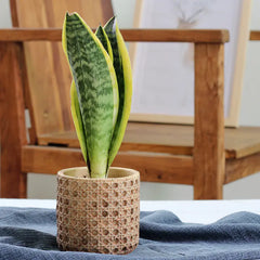 Vintage Cement Flower Pot for Indoor Plant Decor